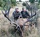 Red Stag
