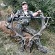 Red Stag
