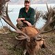 Red Stag
