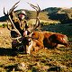 Red Stag
