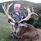 Red Stag
