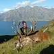Red stag
