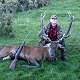 Red Stag
