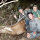 Red Stag
