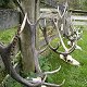 Shed antlers
