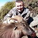 Himalayan Bull Tahr
