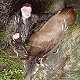 Free Range Red Stag
