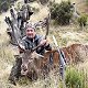 Free Range Red Stag
