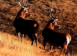 Glen Dene Station - South Island Campervan and Hunting Combo .  Click for full details regarding this package.
