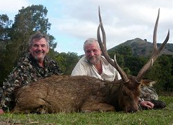 New Caledonia - Trophy Rusa Deer.  Click for full details regarding this package.