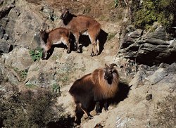 Pure New Zealand - Himalayan Bull Tahr and Nanny Tahr.  Click for full details regarding this package.