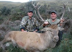 Kimihia Safaris: Free Range Red Stag and Himalayan Bull Tahr - New Zealand hunting packages by Sunspots Safaris