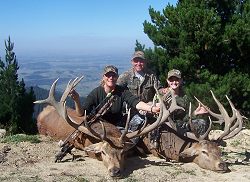 Peel Forest Safaris: Red Stag, Fallow Stag and Himalayan Bull Tahr Combo - New Zealand hunting packages by Sunspots Safaris