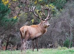 Treetops Lodge - Three Deer Species Combo: Red Stag, Sika Stag, Rusa Stag.  Click for full details regarding this package.