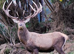 Treetops Lodge: Silver Medal Red Stag - New Zealand hunting packages by Sunspots Safaris